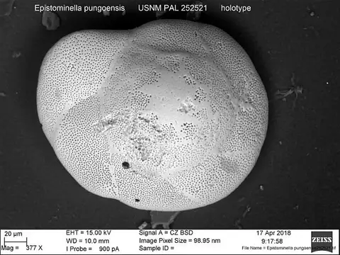 Dokumentasi USNM PAL252521 dengan identifikasi pada sumber Epistominella pungoensis. Isi dan label gambar dipertahankan.