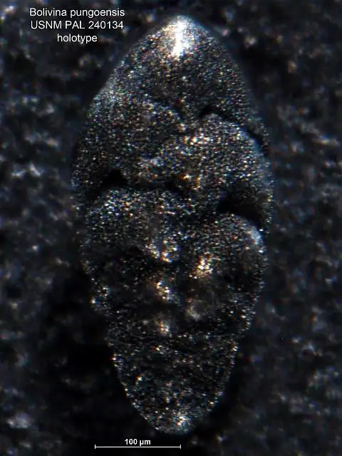 Dokumentasi USNM PAL240134 dengan identifikasi pada sumber Bolivina pungoensis. Isi dan label gambar dipertahankan.