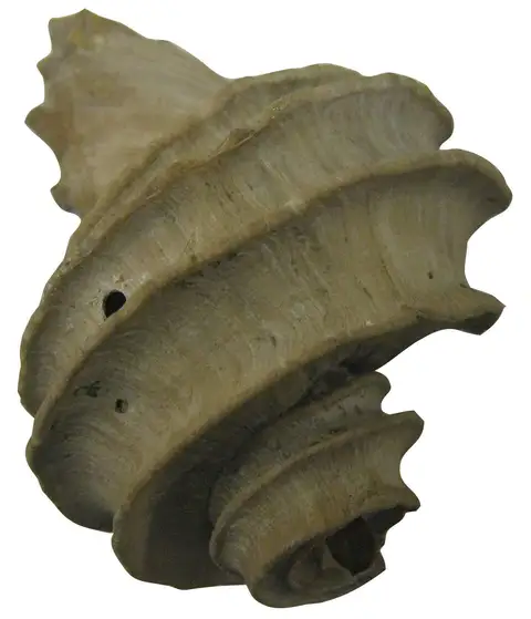 Dokumentasi YPM IP 008733 dengan identifikasi pada sumber Ecphora gardnerae. Isi dan label gambar dipertahankan.