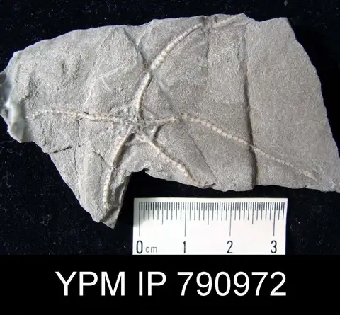 Dokumentasi YPM IP 790972 dengan identifikasi pada sumber Ophiomusium gagnebini. Isi dan label gambar dipertahankan.