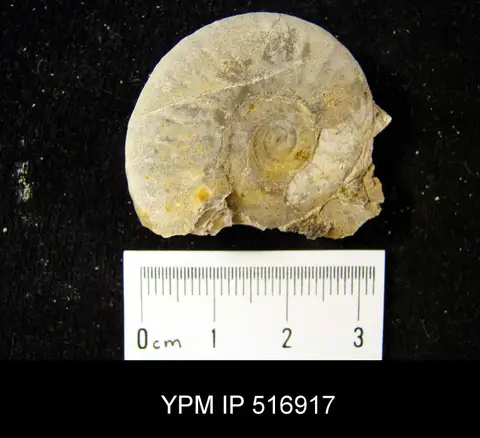Dokumentasi YPM IP 516917 dengan identifikasi pada sumber Xenoceltites youngi. Isi dan label gambar dipertahankan.