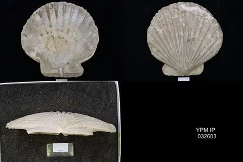 Dokumentasi YPM IP 032603 dengan identifikasi pada sumber Chesapecten madisonius. Isi dan label gambar dipertahankan.