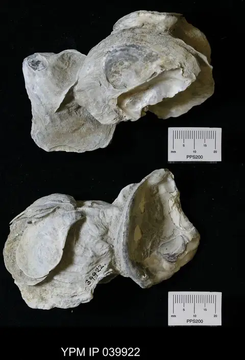 Dokumentasi YPM IP 039922 dengan identifikasi pada sumber Crassostrea virginica. Isi dan label gambar dipertahankan.