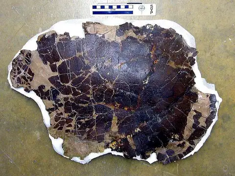 Dokumentasi USNM V8593 dengan identifikasi pada sumber Adocus kirtlandius. Isi dan label gambar dipertahankan.