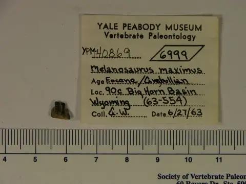 Dokumentasi YPM VP 040869 dengan identifikasi pada sumber Melanosaurus maximus. Isi dan label gambar dipertahankan.