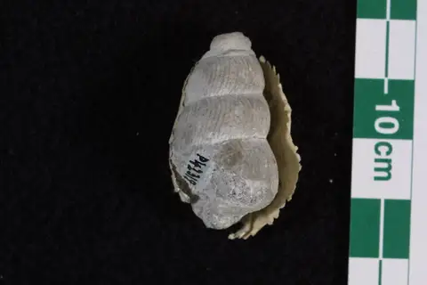 Dokumentasi P 42318 dengan identifikasi pada sumber Loxonema australis. Isi dan label gambar dipertahankan.