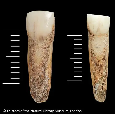 Dokumentasi PA EM 3567 dengan identifikasi pada sumber Homo heidelbergensis. Isi dan label gambar dipertahankan.