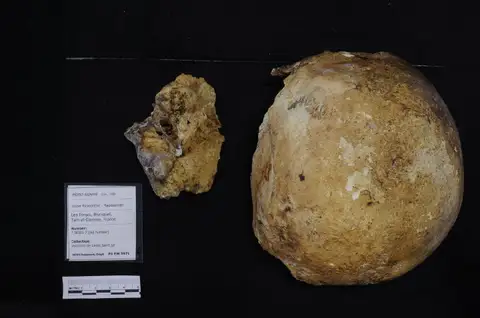 Dokumentasi PA EM 3971 dengan identifikasi pada sumber Homo sapiens. Isi dan label gambar dipertahankan.