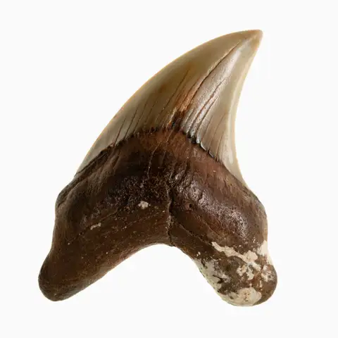 Dokumentasi P 161582 dengan identifikasi pada sumber Parotodus benedenii. Isi dan label gambar dipertahankan.