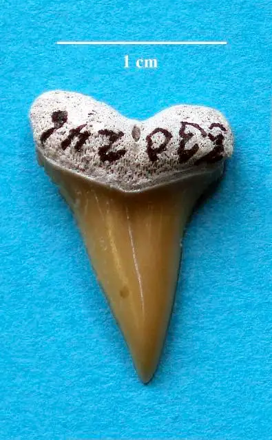 Dokumentasi USNM PAL530246 dengan identifikasi pada sumber Isurus xiphodon. Isi dan label gambar dipertahankan.