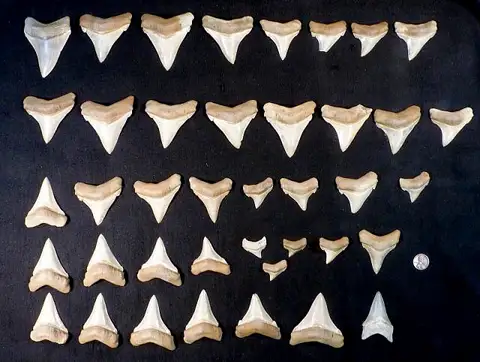 Dokumentasi USNM PAL411881 dengan identifikasi pada sumber Carcharodon subauriculatus. Isi dan label gambar dipertahankan.