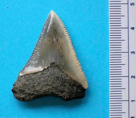 Dokumentasi USNM PAL336204 dengan identifikasi pada sumber Carcharodon carcharias. Isi dan label gambar dipertahankan.