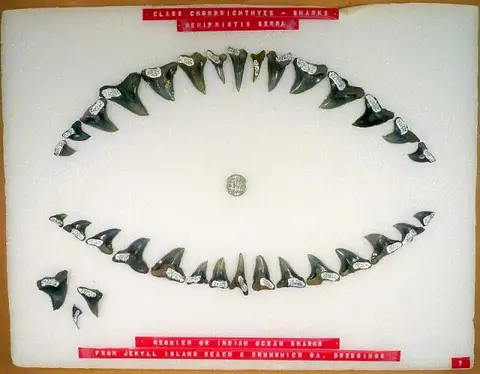 Dokumentasi USNM PAL297212 dengan identifikasi pada sumber Hemipristis serra. Isi dan label gambar dipertahankan.