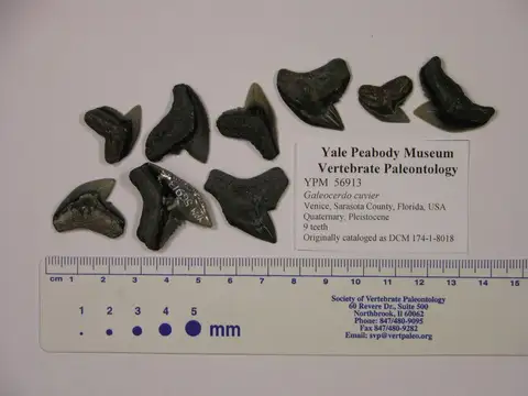 Dokumentasi YPM VP 056913 dengan identifikasi pada sumber Galeocerdo cuvier. Isi dan label gambar dipertahankan.