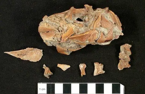 Dokumentasi USNM PAL437601 dengan identifikasi pada sumber Sphoeroides hyperostosus. Isi dan label gambar dipertahankan.