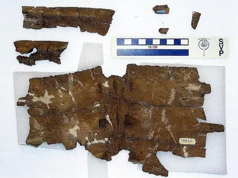 Dokumentasi USNM V13825 dengan identifikasi pada sumber Chelonia marylandica. Isi dan label gambar dipertahankan.