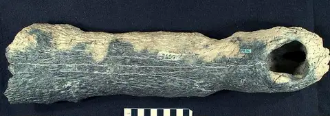 Dokumentasi USNM V8816 dengan identifikasi pada sumber Tomistoma americana. Isi dan label gambar dipertahankan.