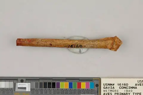 Dokumentasi USNM V16160 dengan identifikasi pada sumber Gavia concinna. Isi dan label gambar dipertahankan.