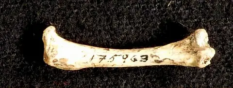 Dokumentasi USNM PAL175963 dengan identifikasi pada sumber Puffinus pacificoides. Isi dan label gambar dipertahankan.