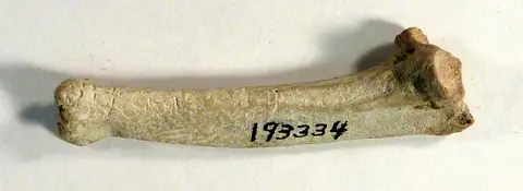 Dokumentasi USNM PAL193334 dengan identifikasi pada sumber Pinguinus alfrednewtoni. Isi dan label gambar dipertahankan.
