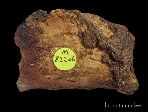 Dokumentasi PV M 82206 I (a) dengan identifikasi pada sumber Scelidotherium leptocephalum. Isi dan label gambar dipertahankan.