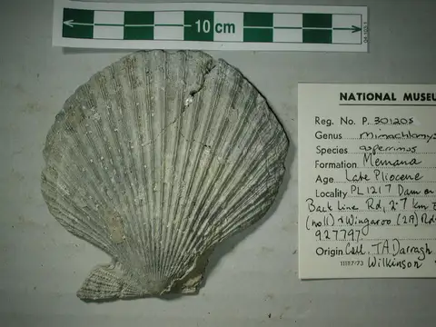 Dokumentasi P 301205 dengan identifikasi pada sumber Mimachlamys asperrima. Isi dan label gambar dipertahankan.