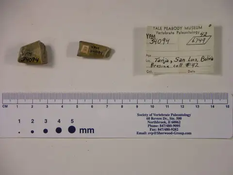 Dokumentasi YPM VP 034094 dengan identifikasi pada sumber Megatherium americanum. Isi dan label gambar dipertahankan.