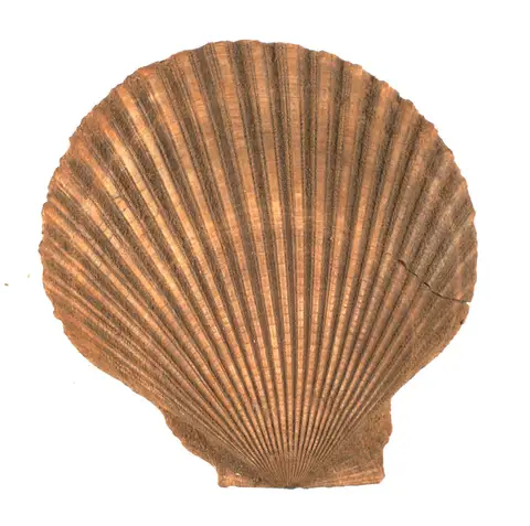 Dokumentasi P 16778 dengan identifikasi pada sumber Chlamys antiaustralis. Isi dan label gambar dipertahankan.