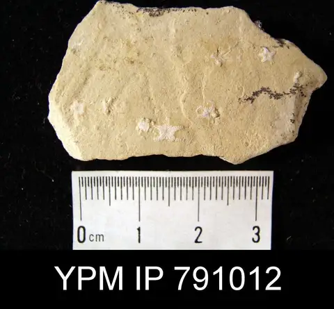 Dokumentasi YPM IP 791012 dengan identifikasi pada sumber Aspiduriella similis. Isi dan label gambar dipertahankan.
