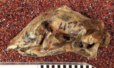 Dokumentasi USNM V26317 dengan identifikasi pada sumber Spathorhynchus fossorium. Isi dan label gambar dipertahankan.