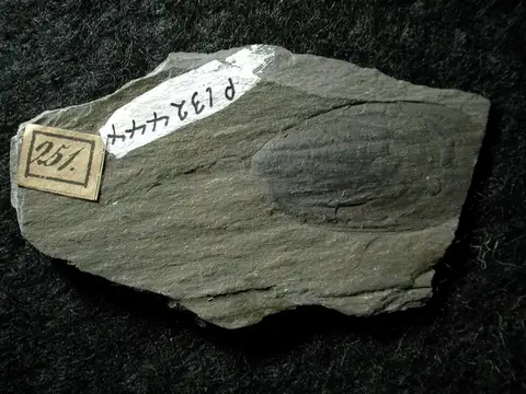 Dokumentasi P 132444 dengan identifikasi pada sumber Lingulella davisii. Isi dan label gambar dipertahankan.