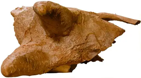Dokumentasi YPM VP 030546 dengan identifikasi pada sumber Arsinoitherium zitteli. Isi dan label gambar dipertahankan.