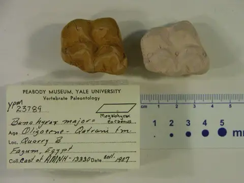 Dokumentasi YPM VP 023789 dengan identifikasi pada sumber Megalohyrax eocaenus. Isi dan label gambar dipertahankan.