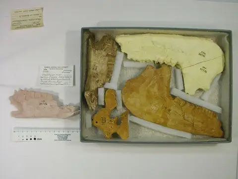 Dokumentasi YPM VP 034786 dengan identifikasi pada sumber Megalohyrax minor. Isi dan label gambar dipertahankan.