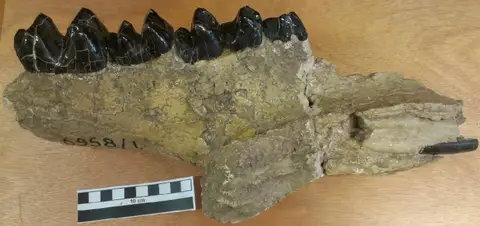 Dokumentasi PV M 92403 d dengan identifikasi pada sumber Barytherium grave. Isi dan label gambar dipertahankan.