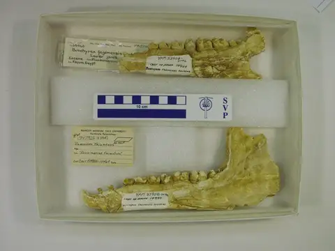 Dokumentasi YPM VP 033908 dengan identifikasi pada sumber Bunohyrax fajumensis. Isi dan label gambar dipertahankan.