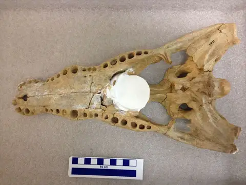 Dokumentasi YPM VP 058532 dengan identifikasi pada sumber Crocodylus megarhinus. Isi dan label gambar dipertahankan.