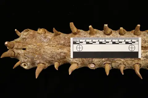 Dokumentasi YPM VP 006263 dengan identifikasi pada sumber Eogavialis gavialoides. Isi dan label gambar dipertahankan.
