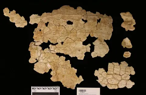 Dokumentasi YPM VP 006212 dengan identifikasi pada sumber Egyptemys eocaenus. Isi dan label gambar dipertahankan.