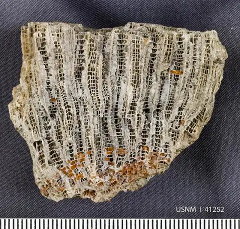 Dokumentasi USNM PAL41252 dengan identifikasi pada sumber Columnaria alveolata. Isi dan label gambar dipertahankan.