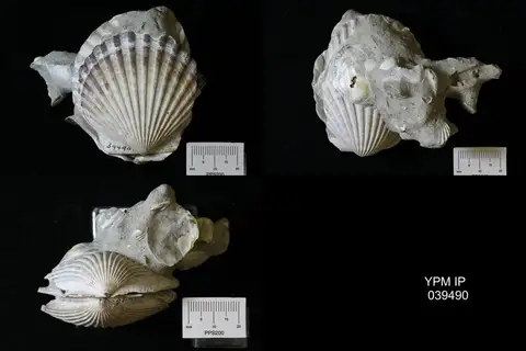 Dokumentasi YPM IP 039490 dengan identifikasi pada sumber Argopecten irradians. Isi dan label gambar dipertahankan.