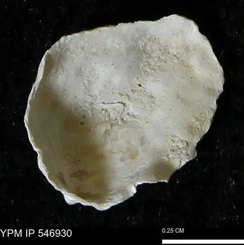Dokumentasi YPM IP 546930 dengan identifikasi pada sumber Anomia aculeata. Isi dan label gambar dipertahankan.