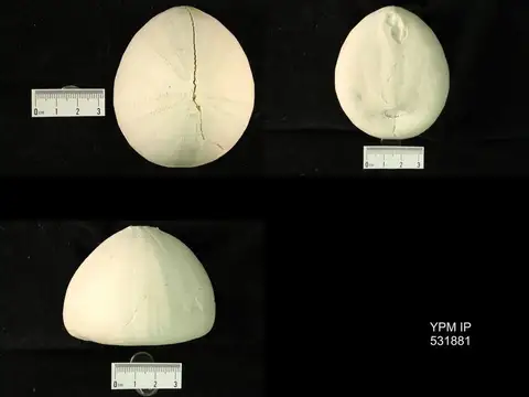 Dokumentasi YPM IP 531881 dengan identifikasi pada sumber Echinocorys pyramidatus. Isi dan label gambar dipertahankan.