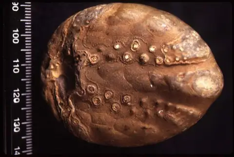 Dokumentasi YPM IP 150581 dengan identifikasi pada sumber Echinocorys vulgaris. Isi dan label gambar dipertahankan.