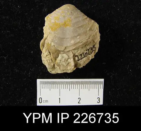 Dokumentasi YPM IP 226735 dengan identifikasi pada sumber Athyris lamellosa. Isi dan label gambar dipertahankan.