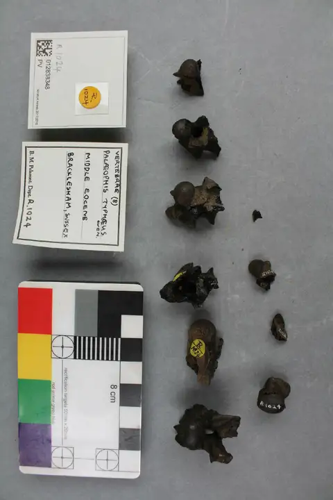 Dokumentasi PV R 1024 dengan identifikasi pada sumber Palaeophis typhaeus. Isi dan label gambar dipertahankan.