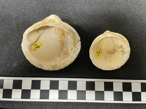 Dokumentasi PI TB 14798 (1) dengan identifikasi pada sumber Glycymeris glycymeris. Isi dan label gambar dipertahankan.