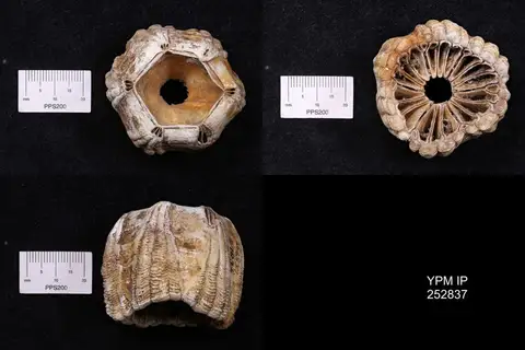 Dokumentasi YPM IP 252837 dengan identifikasi pada sumber Coronula diadema. Isi dan label gambar dipertahankan.