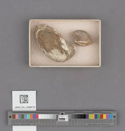Dokumentasi USNM PAL669172 dengan identifikasi pada sumber Crepidula praerupta. Isi dan label gambar dipertahankan.