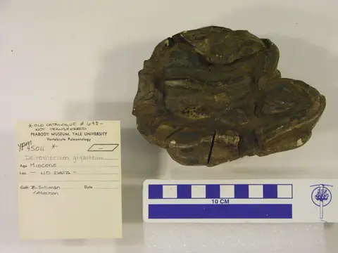 Dokumentasi YPM VP 045011 dengan identifikasi pada sumber Deinotherium giganteum. Isi dan label gambar dipertahankan.